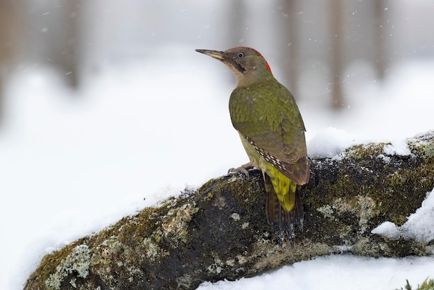 Un pic vert est assis sur une branche dans la neige.