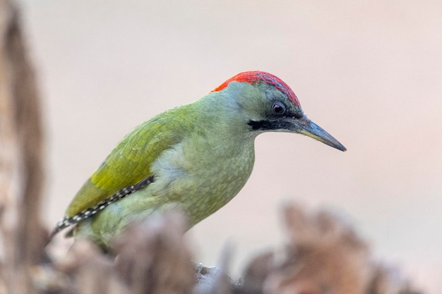 Photo pic vert européen (picus viridis) tolède, espagne