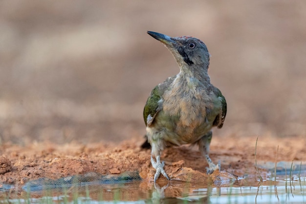 Pic vert européen Picus viridis Toledo Espagne