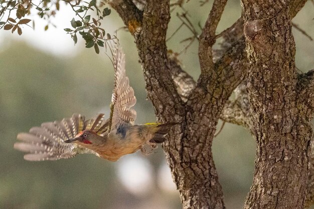 Pic vert européen Picus viridis Toledo Espagne