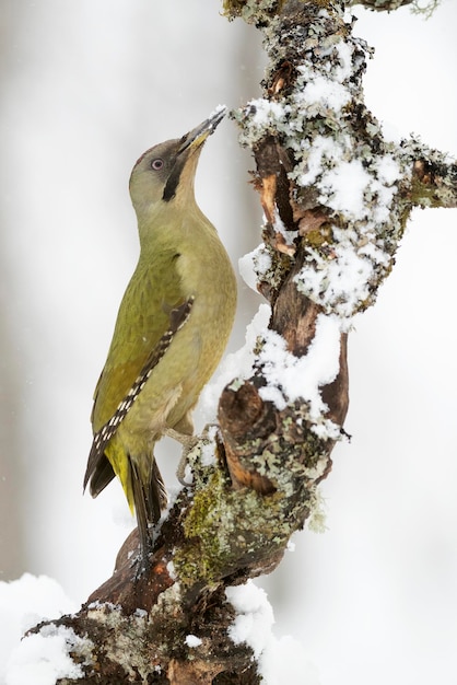 Pic vert femelle dans une forêt de chênes enneigés aux premières lueurs d'une froide journée de janvier