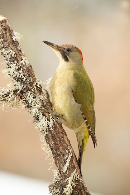 Pic vert femelle dans une forêt de chênes enneigés aux premières lueurs d'une froide journée de janvier