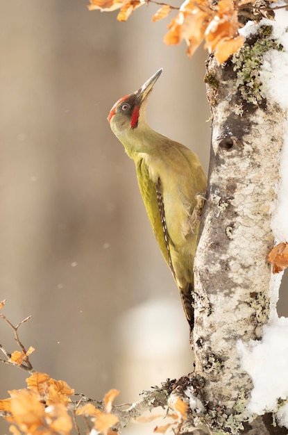 Pic vert mâle par une froide journée de neige de janvier dans une forêt de chênes