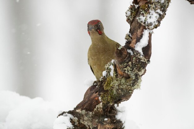 Pic vert mâle par une froide journée de neige de janvier dans une forêt de chênes