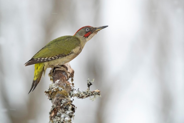 Pic vert mâle par une froide journée de neige de janvier dans une forêt de chênes