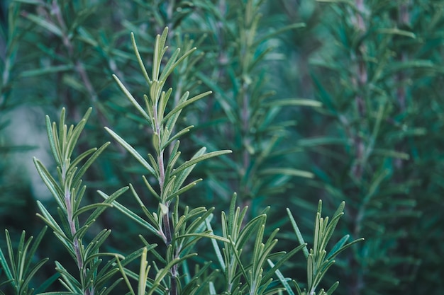 Épice d&#39;herbe de romarin dans le fond de texture naturelle de jardin.