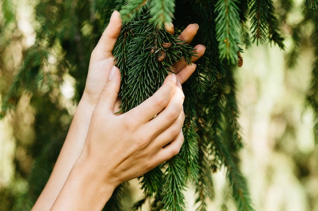 Épicéa, branches de pin dans les mains.