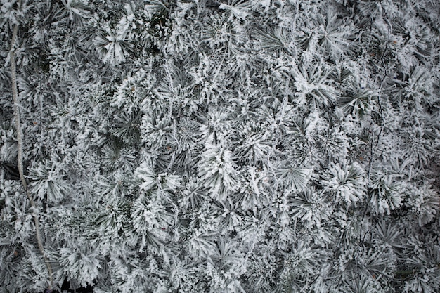 Épicéa dans la neige. pin.