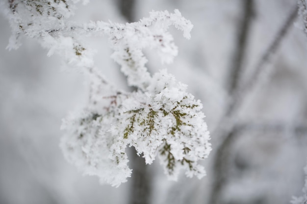 Épicéa dans le pin des neiges