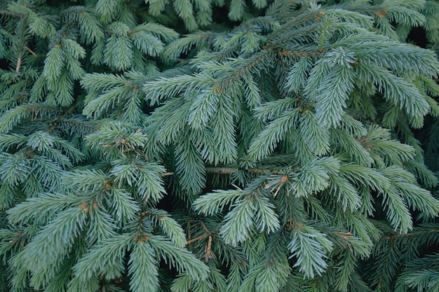 Épicéa épais. Branches de sapin. fond d'épinette.