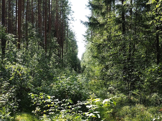 Picea épicéa un genre de conifères à feuilles persistantes de la famille des pins Pinaceae Forêt de conifères en Carélie Branches et aiguilles d'épinette Le problème de la déforestation écologique et du changement climatique