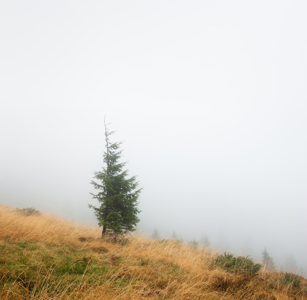 Épicéas dans le brouillard