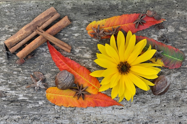 Épices, feuilles et fleurs