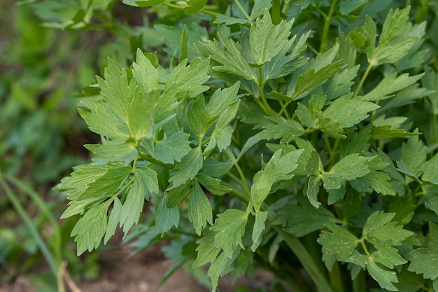 Épices et herbes Livèche Levisticum officinale plante poussant dans le jardin