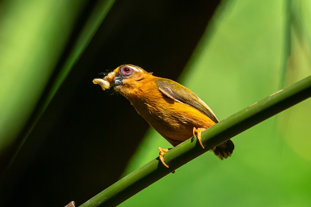 Piculet à sourcils blancs oiseau piculet au parc national de Kaeng Krachan, Thaïlande