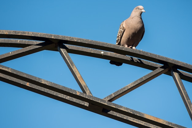 Photo pidgeon sur une structure métallique