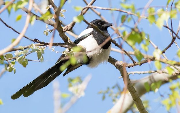 Photo une pie assise sur une branche d'arbre au printemps