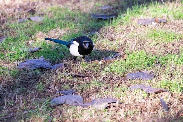 Une pie australienne de couleur noir et blanc regardant vers l'appareil photo