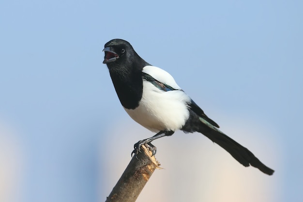 Pie bavarde assise sur une branche contre le ciel