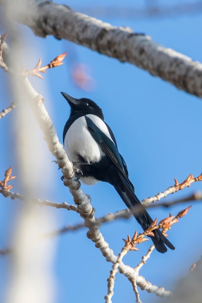 Pie bavarde sur une branche, Pie commune (Pica pica)