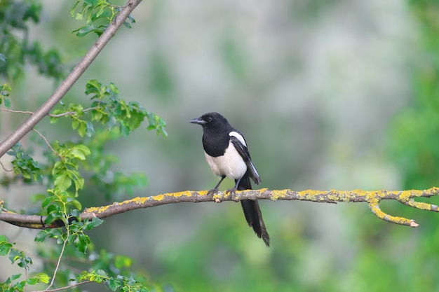 Une pie commune adulte (Pica pica) est assise sur une branche sèche