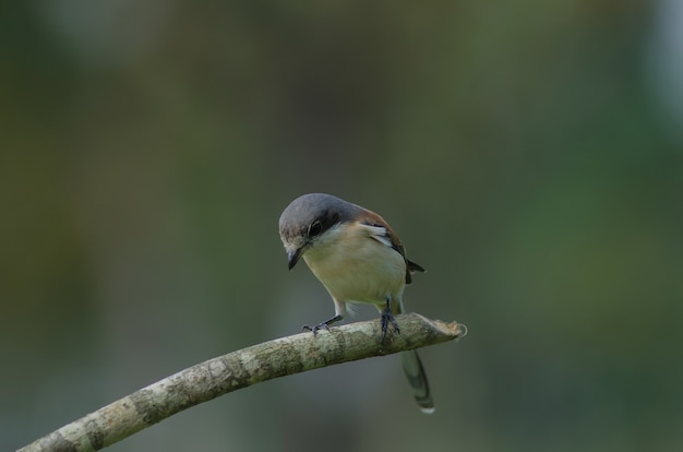 Pie-grièche birmane femelle posée sur une branche