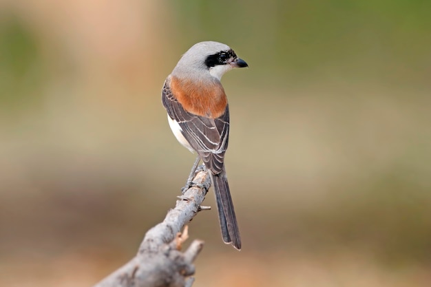 Pie-grièche birmane Lanius collurioides Beaux oiseaux de Thaïlande