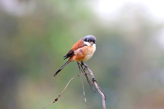 Pie-grièche birmane (Lanius collurioides), oiseau de Thaïlande