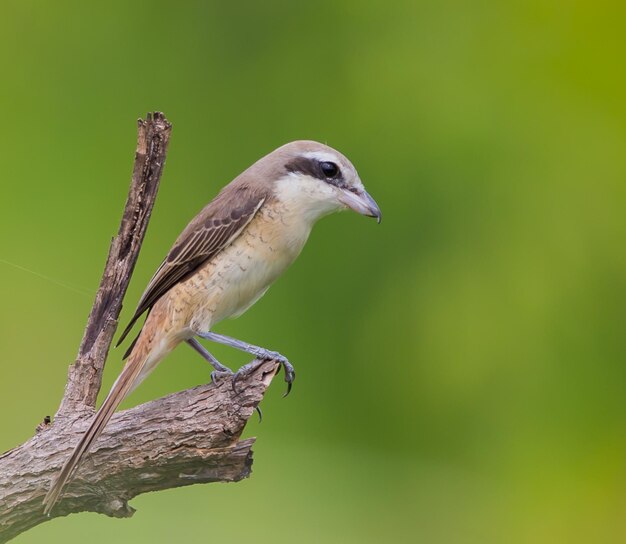 Pie-grièche brune sur les branches sont des fonds verts