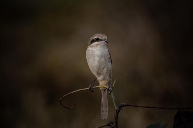 Pie-grièche brune gros plan d'oiseau sur branche d'arbre