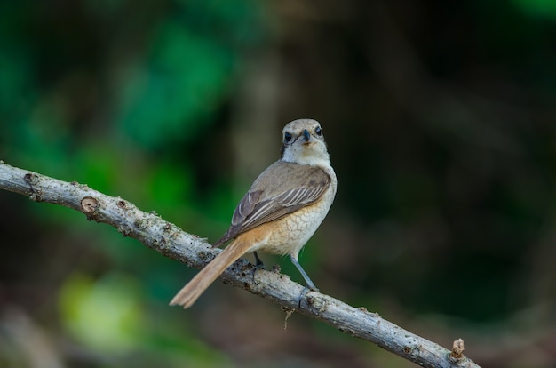 Pie-grièche brune perchée sur une branche