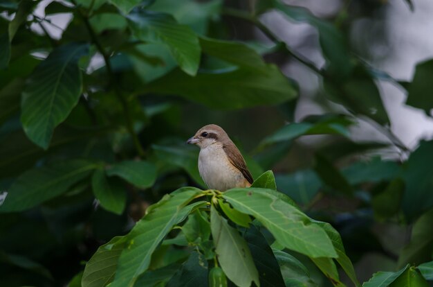 Pie-grièche brune perchée sur une branche