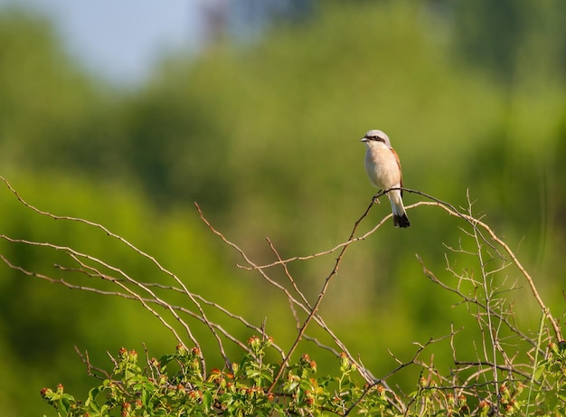 Pie-grièche écorcheur Lanius collurio L'oiseau est assis sur une branche d'un buisson en attente de proie