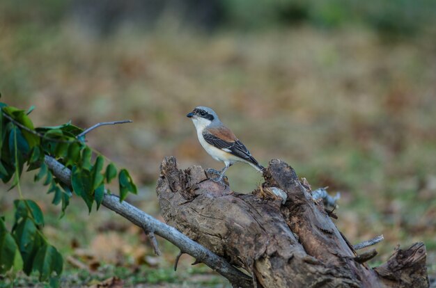 Pie-grièche écorcheur (Lanius vittatus) perché sur une branche