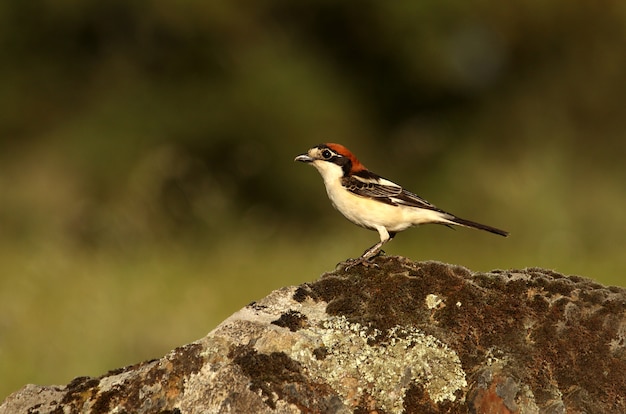 Pie-grièche flamboyante aux dernières lueurs du coucher du soleil