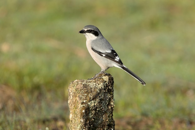 Pie-grièche grise du sud avec plumage de la saison des amours dans son territoire de reproduction à l'un de ses perchoirs préférés avec la première lumière du jour