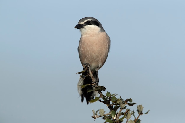 Pie-grièche grise du sud avec plumage de la saison des amours dans son territoire de reproduction à l'un de ses perchoirs préférés avec la première lumière du jour