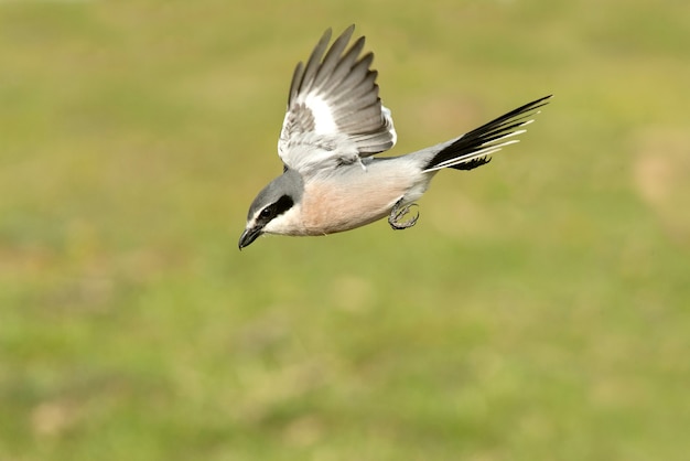 Pie-grièche grise volant et en plumage en rut avec les premières lueurs de l'aube