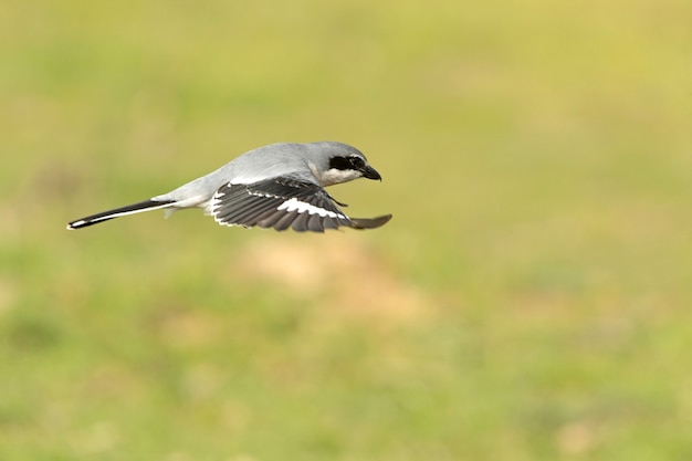 Pie-grièche grise volant et en plumage en rut avec les premières lueurs de l'aube