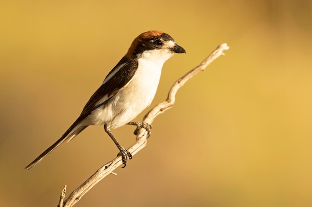 Pie-grièche mâle en plumage de rut à l'aube sur son territoire de reproduction