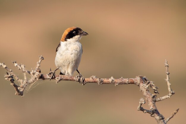 Pie-grièche rousse à votre perchoir préféré dans les dernières lumières du jour