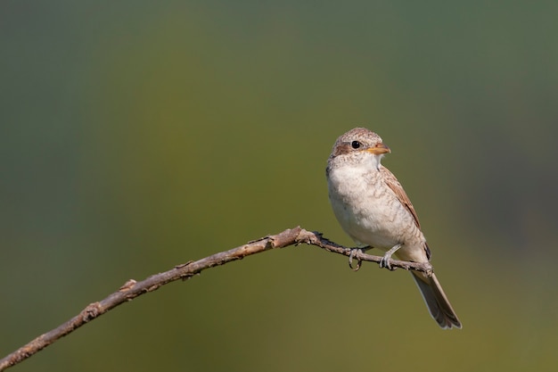 Pie-grièche zhulan Oiseaux de Russie centrale