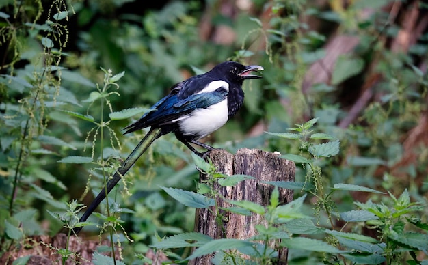 Pie en quête de nourriture dans les bois