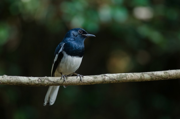 Pie robin oriental (Copsychus saularis) sur une branche