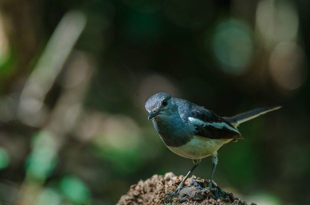 Pie robin oriental (Copsychus saularis) sur une branche