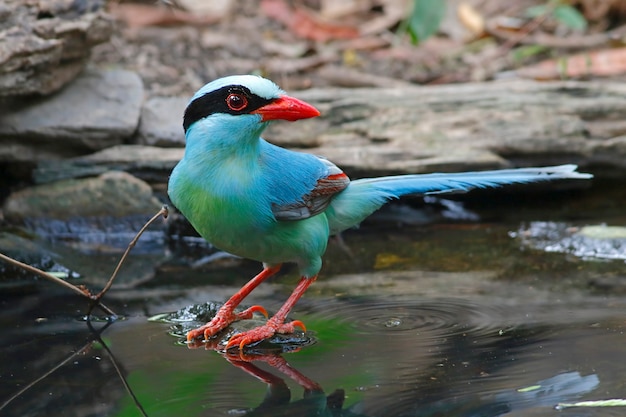 Pie verte commune Beaux oiseaux de Thaïlande