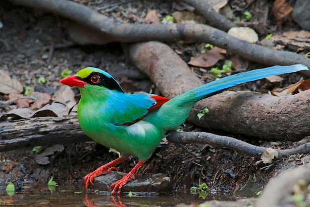 Pie verte commune Cissa chinensis Beaux oiseaux de Thaïlande