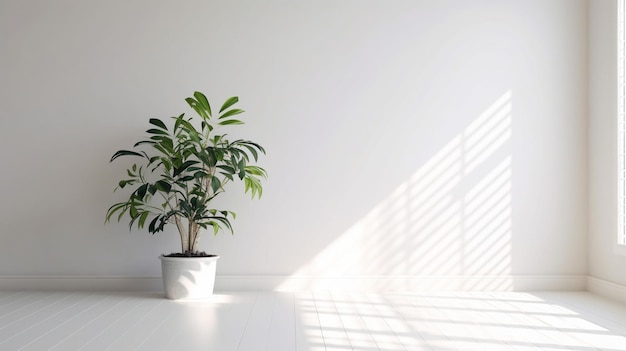 Une pièce blanche avec une plante dedans