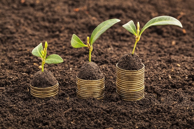 Pièces de monnaie dans le sol avec de jeunes plantes en arrière-plan