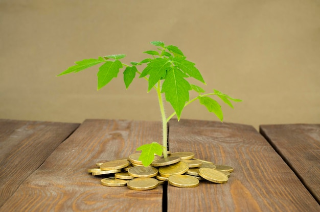 Photo pièces de monnaie sur la table et la plante